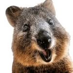 OZ Express Australia logo