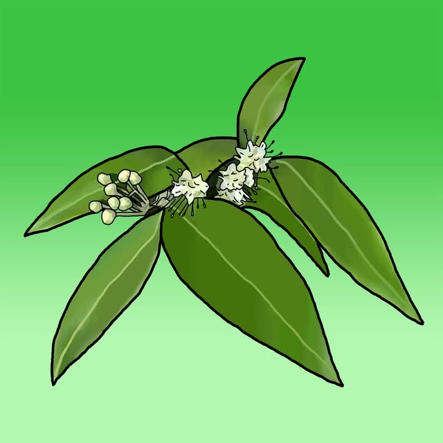 Lemon Myrtle Products logo