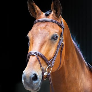 Le Palais des Chevaux logo