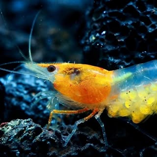 Cherry Shrimp Canada logo