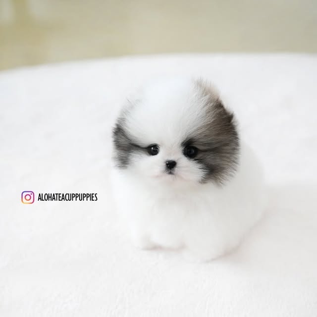 Aloha Teacup Puppies inc logo