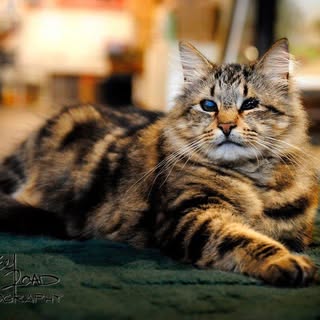 Main Street Books and Pottery logo