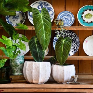 Happy Houseplants logo