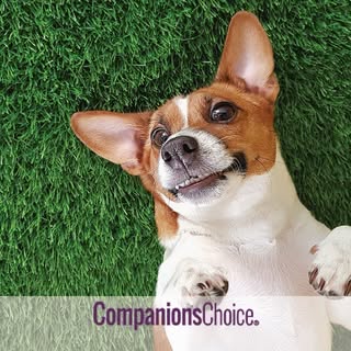 Companions Choice logo