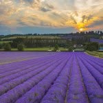Castle Farm Shop logo