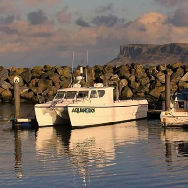 Aquaholics Dive Centre, Shop and Sea Safari logo