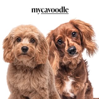 mycavoodle logo