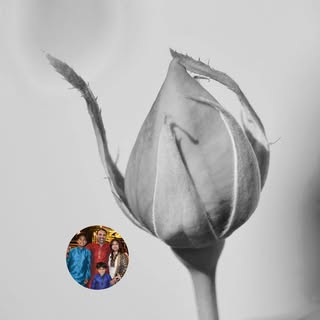 thewhiteroseusa logo