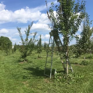 Silver Creek Nursery Ltd. logo
