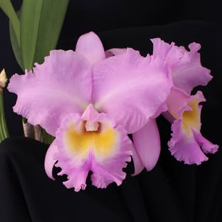 Carter and Holmes Orchids logo