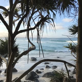 Little Cove Collective logo