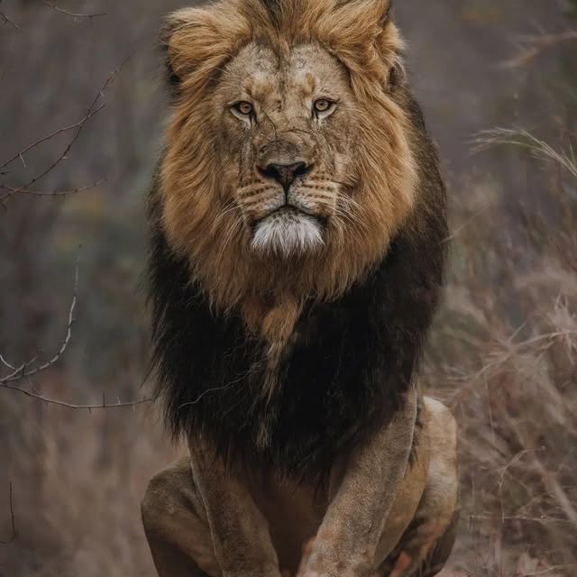 Jesus Reigns USA logo