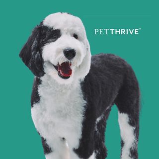 Petthrive logo