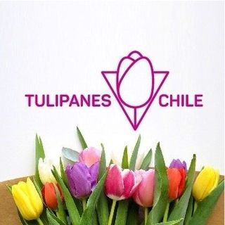 Tulipanes Chile logo