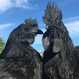 Feather Lover Farms logo