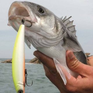 Shut Up And Fish Ltd logo