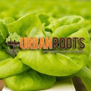 URBANROOTSTAMPA logo