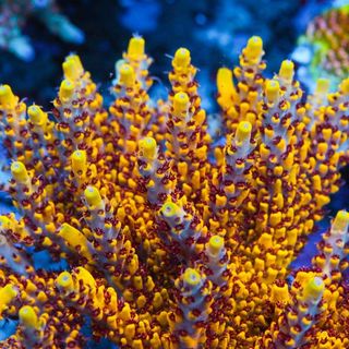 Fraghouse Corals logo